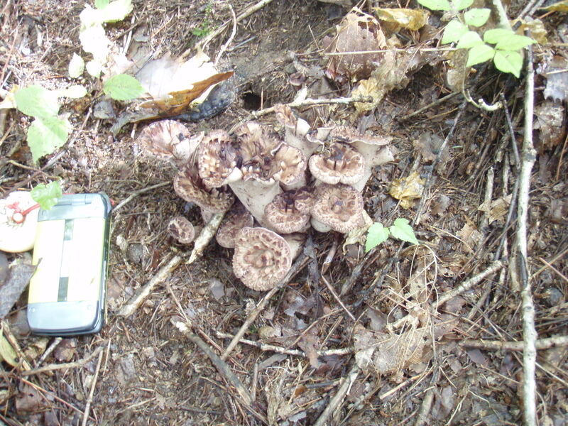 画像を等倍で表示します 画像