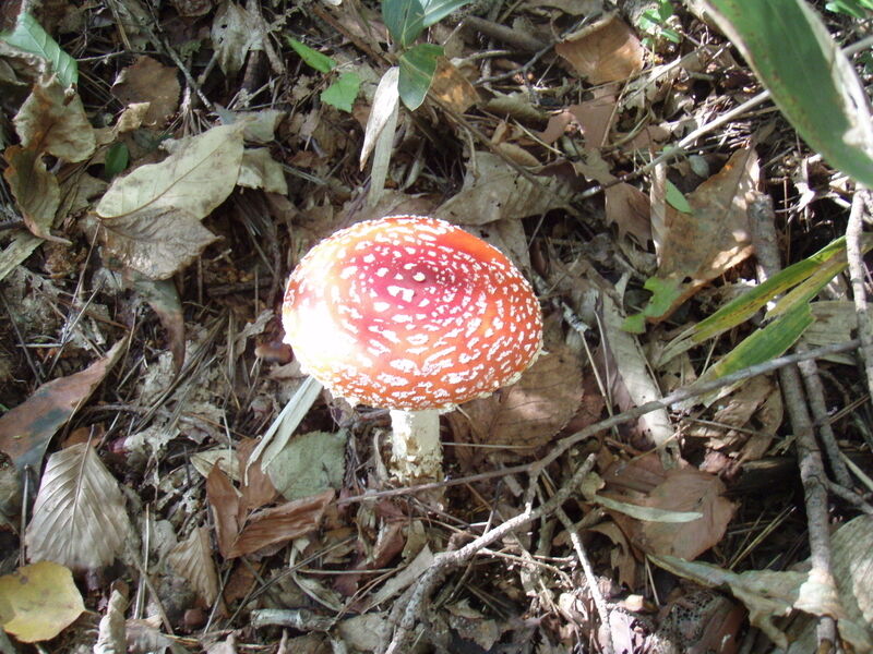 画像を等倍で表示します 画像