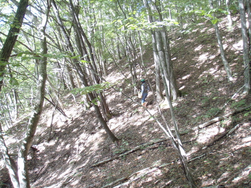 画像を等倍で表示します 画像