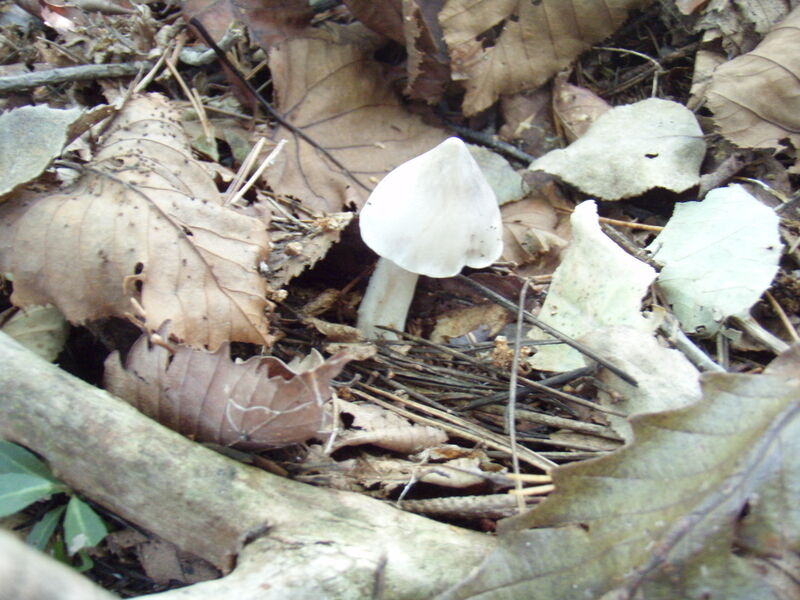 画像を等倍で表示します 画像