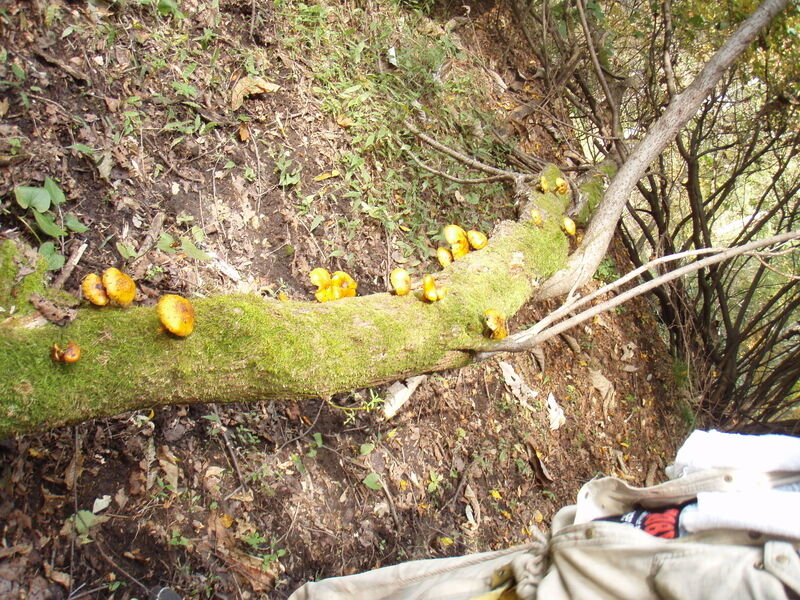 画像を等倍で表示します 画像