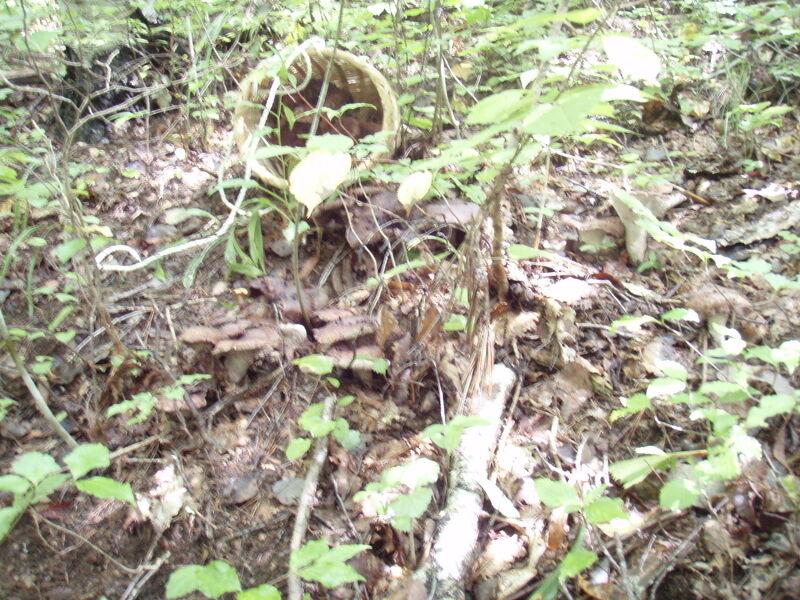 画像を等倍で表示します 画像