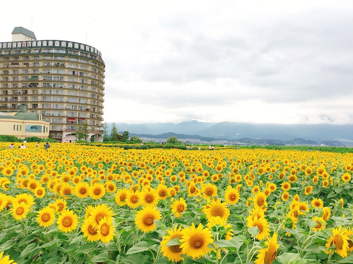 心躍る ひまわり見るなら なぎさ第１公園 滋賀県守山市 ですね その後に スイス で美味しいハンバーグはいかが 私のなんでも日記