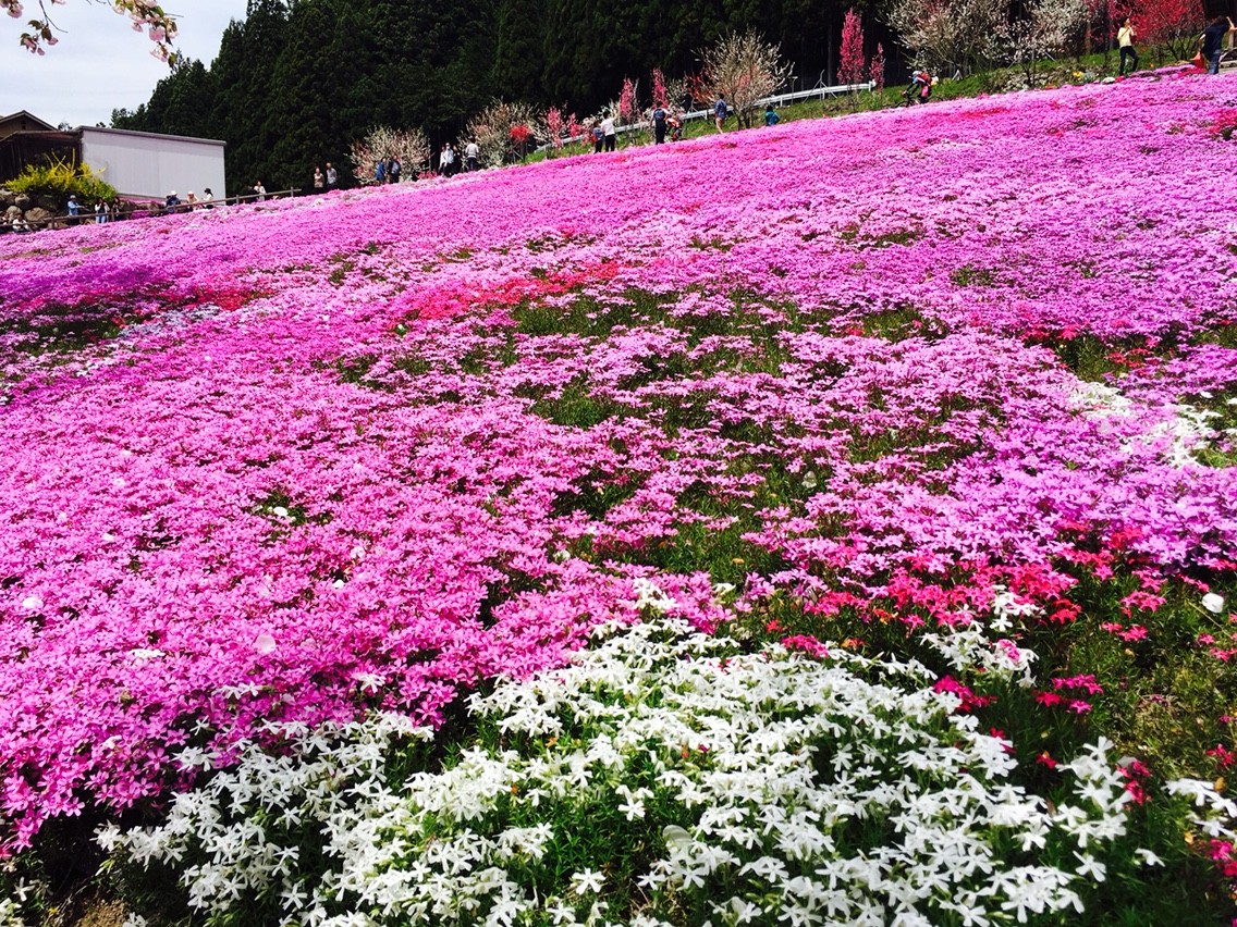 國田家の芝桜 岐阜県郡上市明宝 は 超やさしい 観光名所です 料金無料で無限の感動を与えてくれますよ 私のなんでも日記