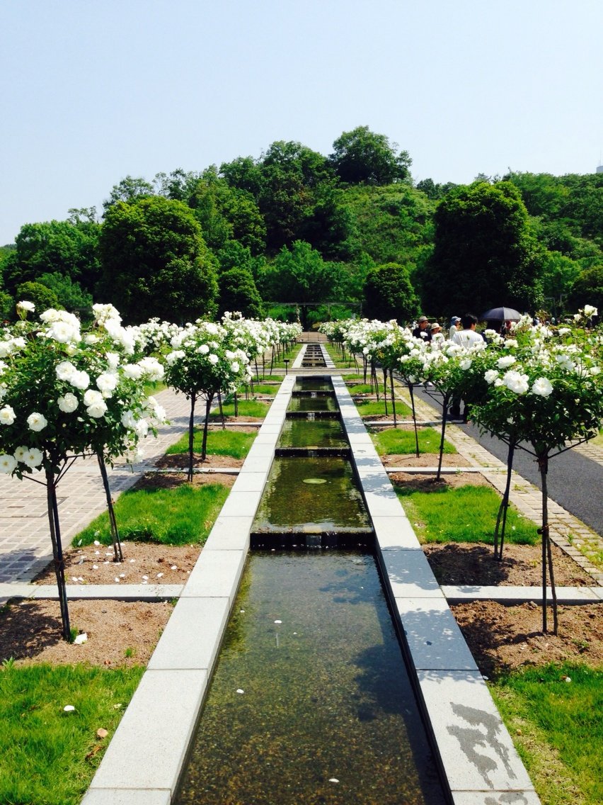 エレガントな春の薔薇が見頃 世界最大級のバラ園 花フェスタ記念公園 岐阜県 可児市 がオススメですよ 私のなんでも日記 エレガントな春の薔薇が見頃 世界最大級のバラ園 花フェスタ記念公園 岐阜県 可児市 がオススメですよ 私のなんでも日記