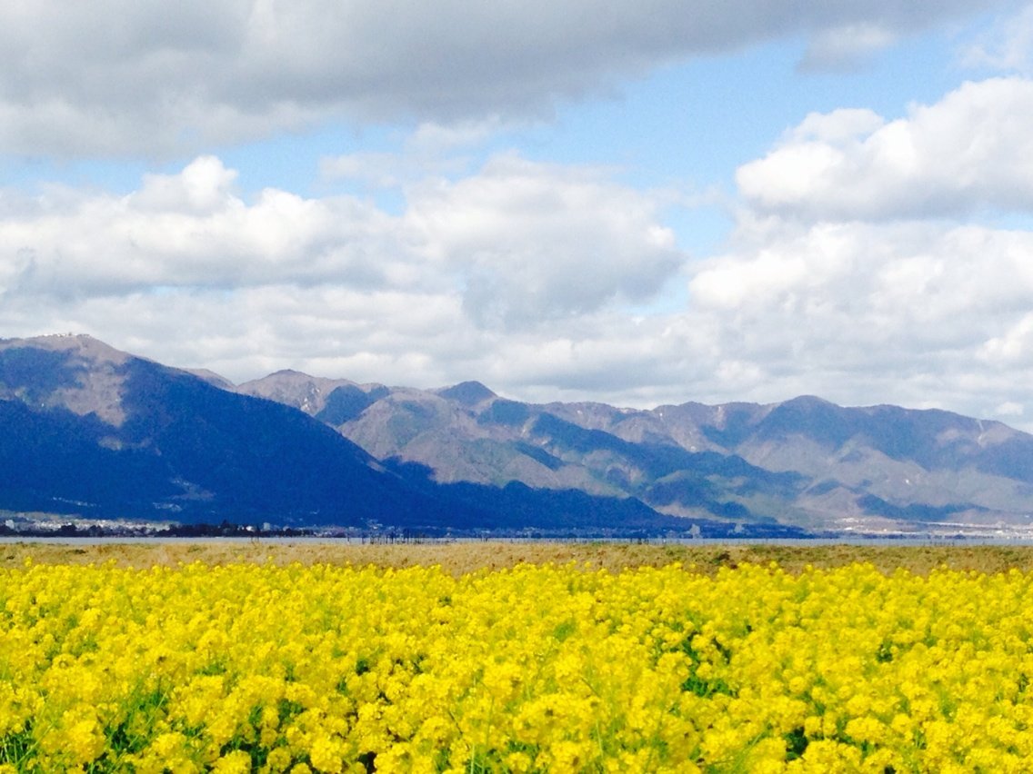 早咲き菜の花畑 滋賀県守山市 が1月から絶景 春を先取りしたい人にオススメ 私のなんでも日記
