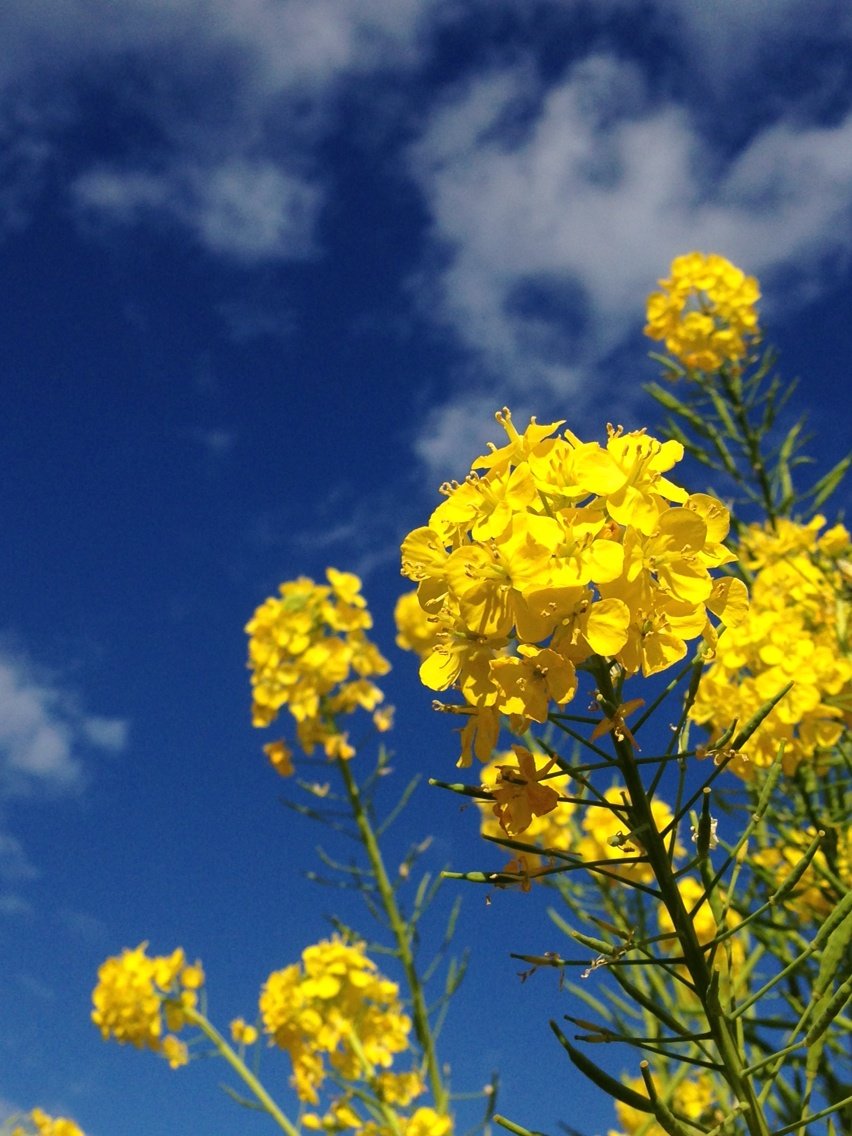 早咲き菜の花畑 滋賀県守山市 が1月から絶景 春を先取りしたい人にオススメ 私のなんでも日記 早咲き菜の花畑 滋賀県守山市 が1月から絶景 春を先取りしたい人にオススメ 私のなんでも日記