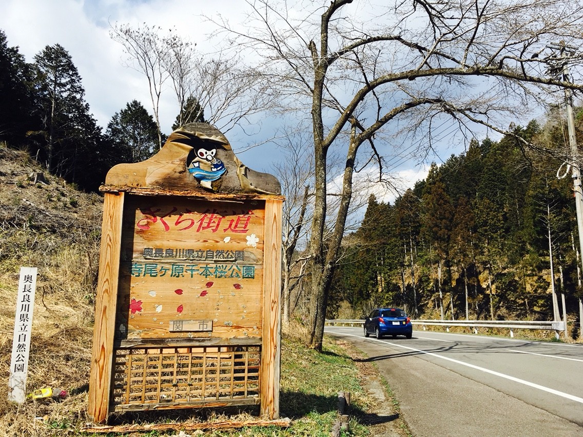 4月上旬 中旬に モネの池 観光される方は必見 寺尾ヶ原千本桜 とセットで贅沢観光しなきゃ損ですよ 岐阜県関市 私のなんでも日記
