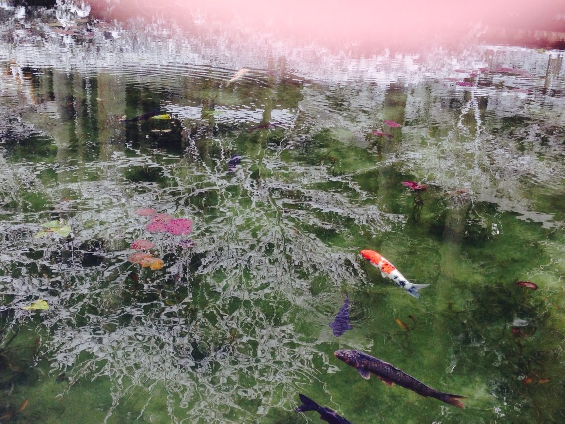 1月に雪化粧した モネの池 岐阜県関市 の貴重な絶景写真 もうこの冬には見られないかもしれませんね 私のなんでも日記