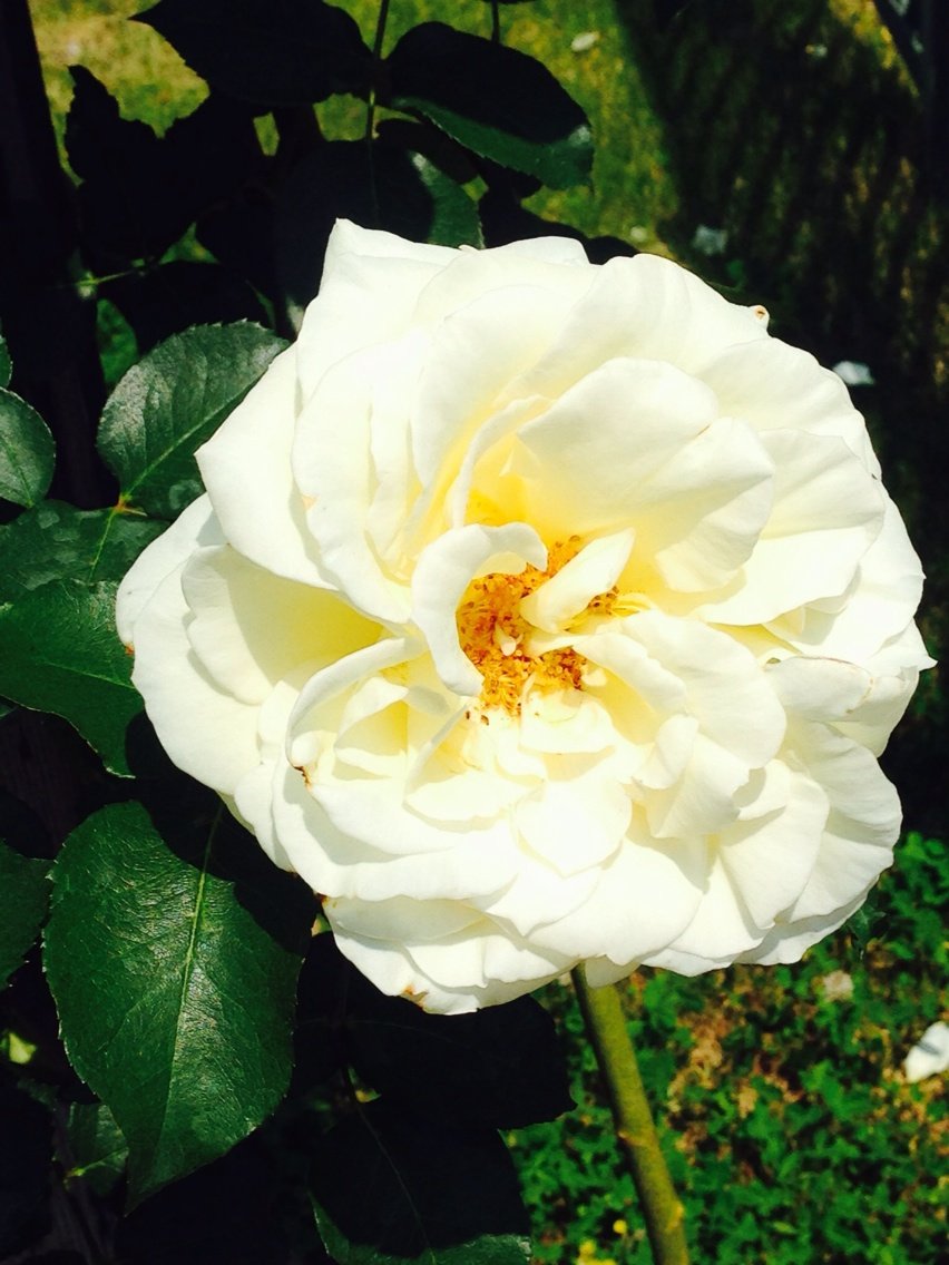 エレガントな春の薔薇が見頃 世界最大級のバラ園 花フェスタ記念公園 岐阜県 可児市 がオススメですよ 私のなんでも日記