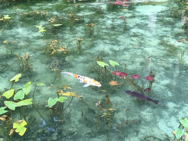 モネの池