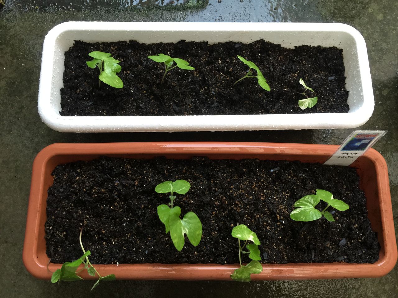 ８月園芸クラブ 朝顔の成長過程 横山記念病院のblog