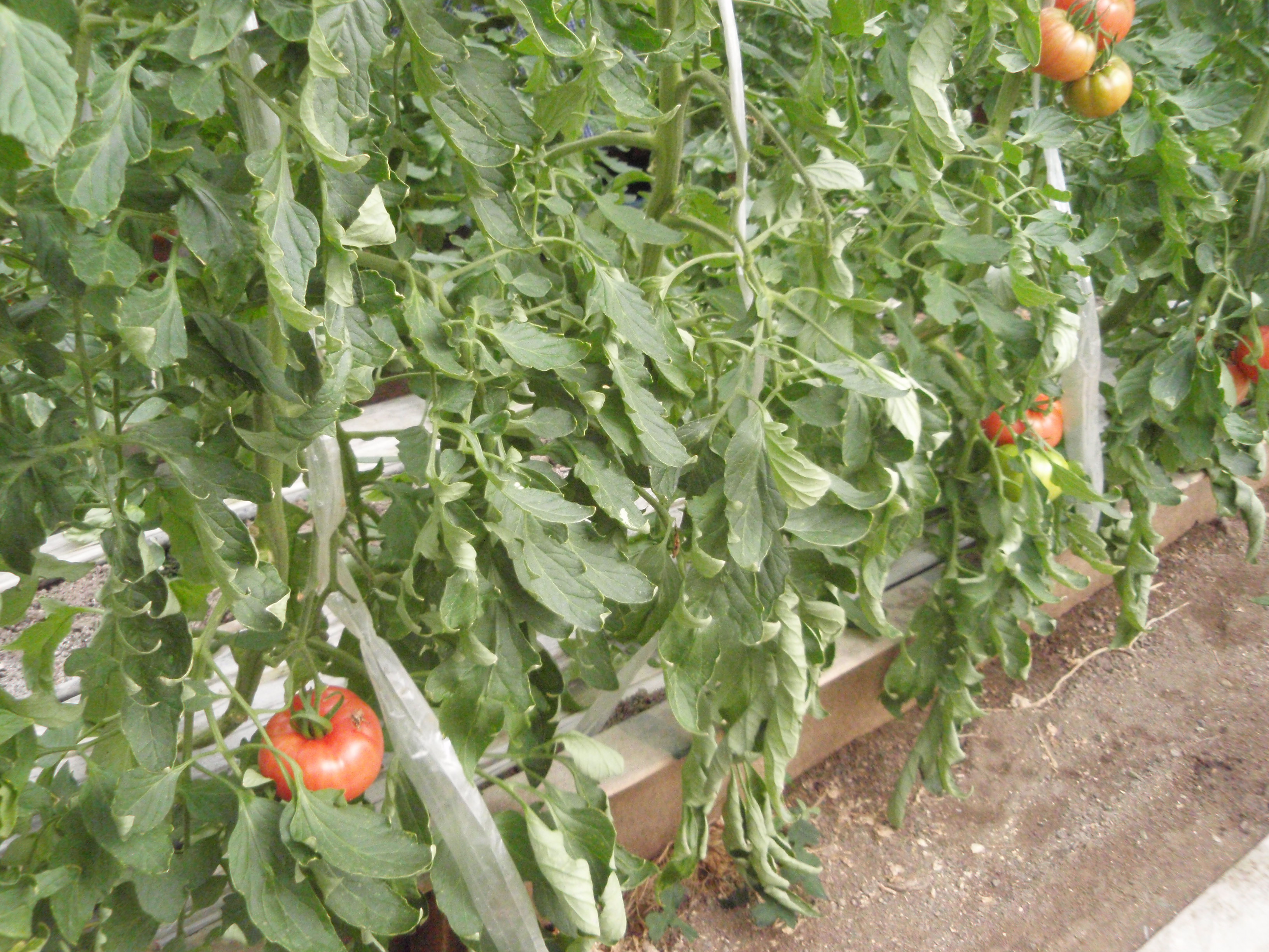 トマトの下葉かき トマト メロンの横山農園