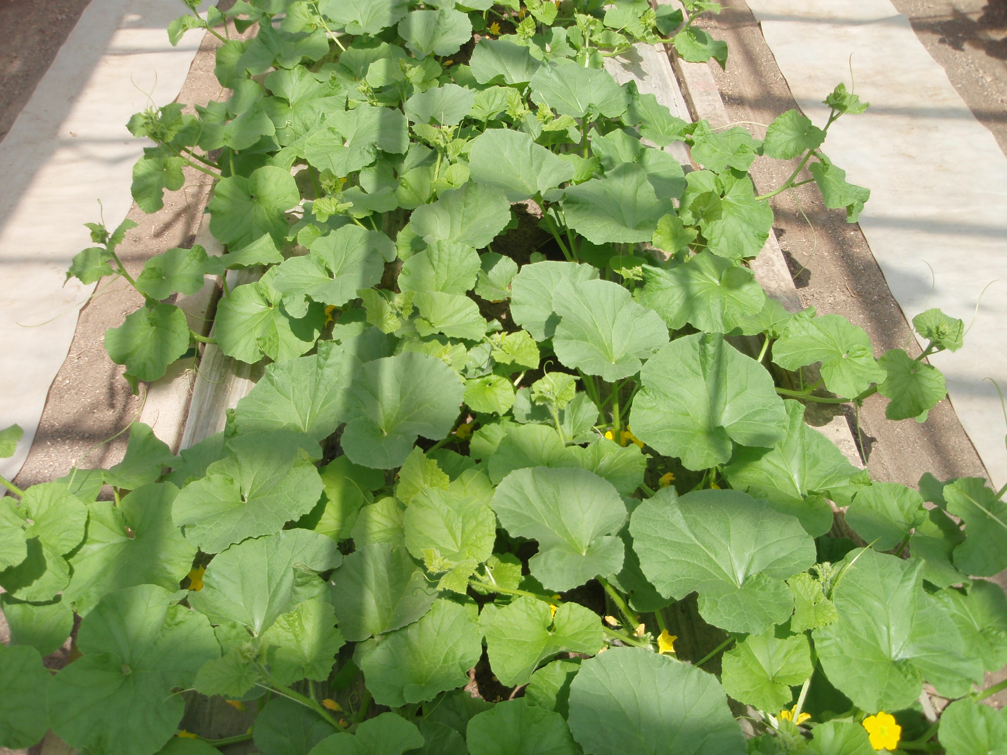 メロンの下葉切り トマト メロンの横山農園