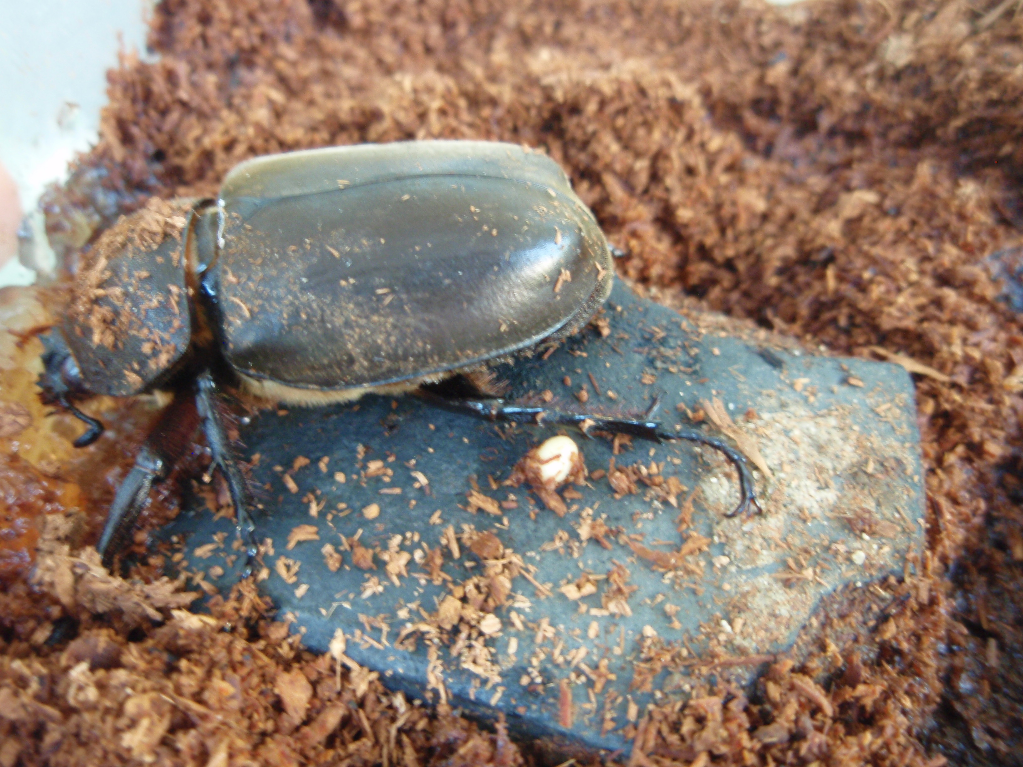 カブトムシ トマト メロンの横山農園