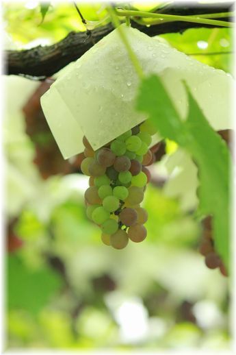 $よめ膳＠YOMEカフェ