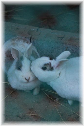 $よめ膳@YOMEカフェ