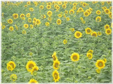 $よめ膳＠YOMEカフェ