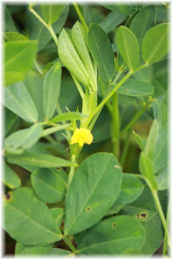 $よめ膳@YOMEカフェ