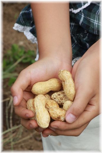 $よめ膳@YOMEカフェ