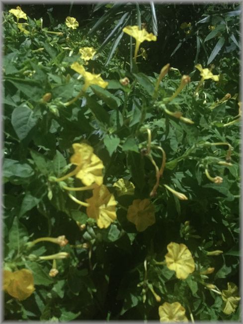 お花