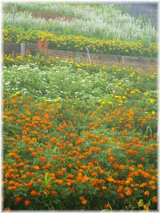 $よめ膳@YOMEカフェ