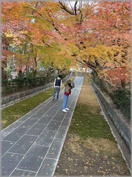 もみじ6