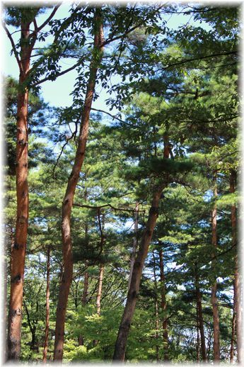 $よめ膳＠YOMEカフェ