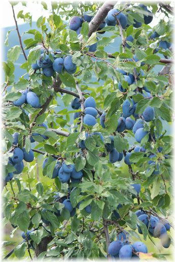 $よめ膳@YOMEカフェ