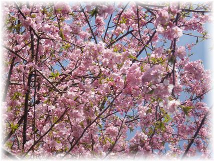 $よめ膳＠YOMEカフェ