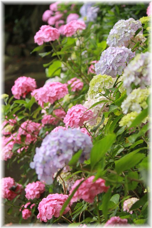紫陽花２