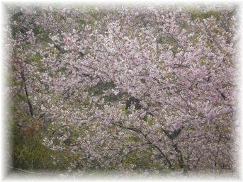 $よめ膳@YOMEカフェ