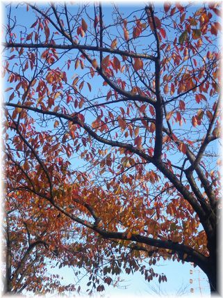 $よめ膳＠YOMEカフェ