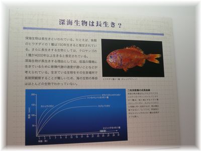 $よめ膳@YOMEカフェ