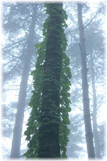 $よめ膳＠YOMEカフェ