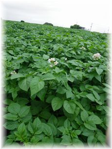 $よめ膳@YOMEカフェ