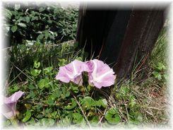 $よめ膳@YOMEカフェ