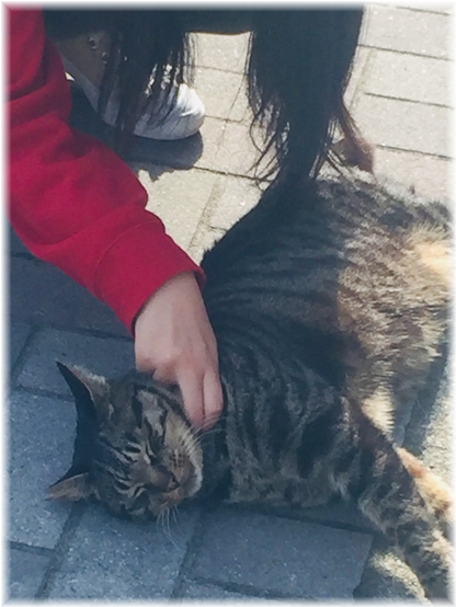 猫2
