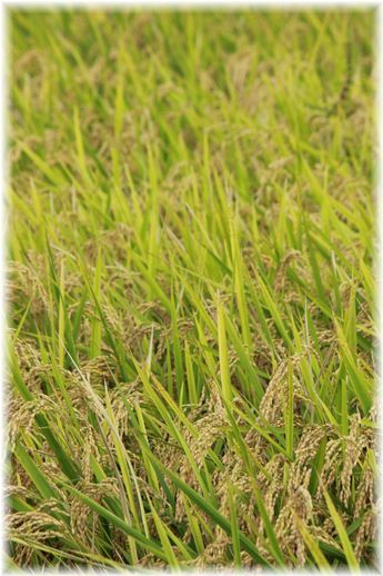 $よめ膳＠YOMEカフェ