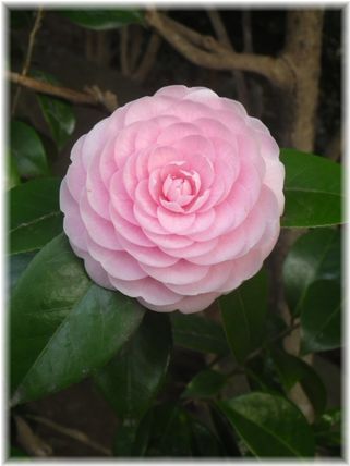 $よめ膳@YOMEカフェ