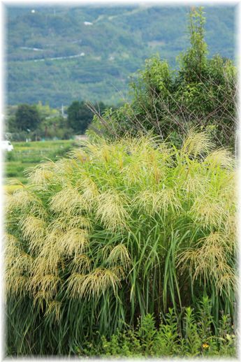 $よめ膳＠YOMEカフェ