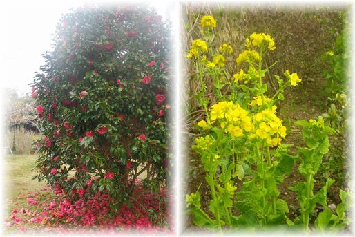 $よめ膳@YOMEカフェ