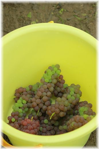 $よめ膳＠YOMEカフェ