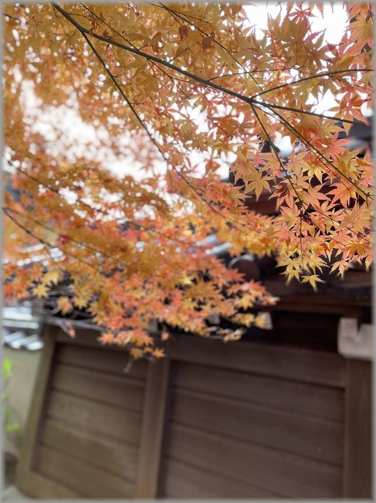 もみじ7