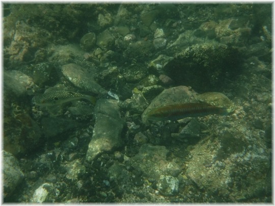 DSCF5025