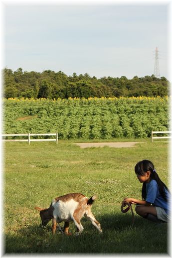よめ膳＠YOMEカフェ