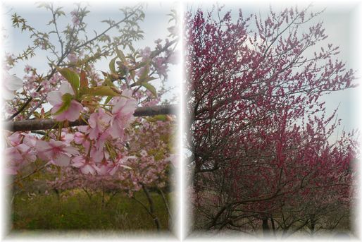 よめ膳@YOMEカフェ