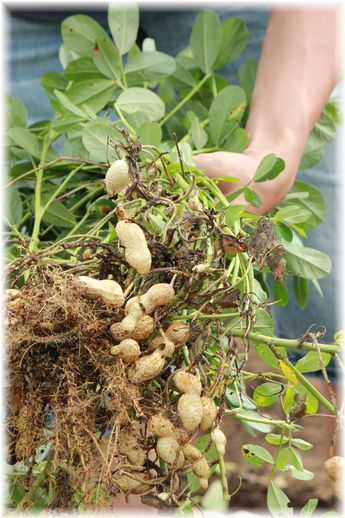 $よめ膳@YOMEカフェ