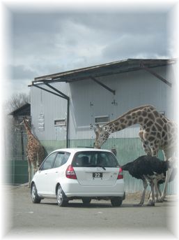 $よめ膳@YOMEカフェ