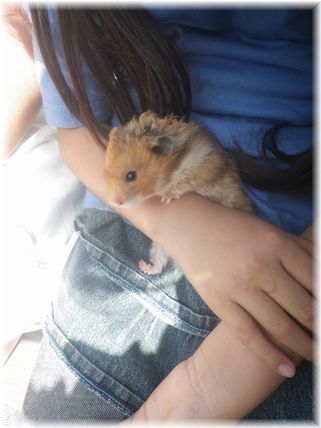 $よめ膳@YOMEカフェ